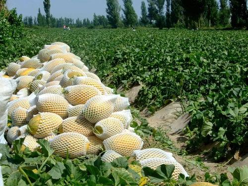 瓜州能不能免费吃瓜,免费瓜果盛宴,尽享甜蜜时光 第3张 瓜州能不能免费吃瓜,免费瓜果盛宴,尽享甜蜜时光 第3张